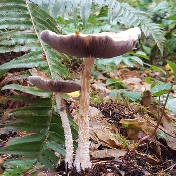 Farrel's Marsh Wildlife Area - Parks Near Me - Steilacoom, Washington
