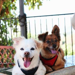 happy doggos at the shaded outdoors area! happy doggos at the shaded outdoors area!