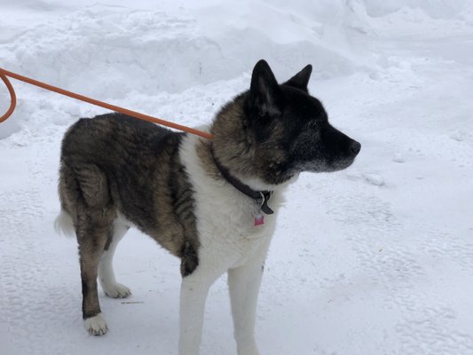 White Pine Lodge by null