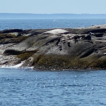 Cap'n Fish's Cruises - Marine birds at Easter Egg Rock - Boat Charters Near Me - Boothbay Harbor, Maine