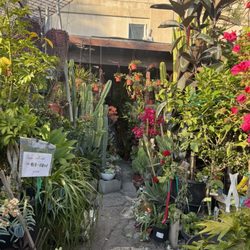 Country Plants