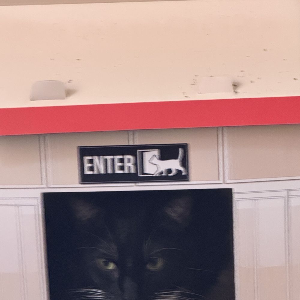 Cat warehouse