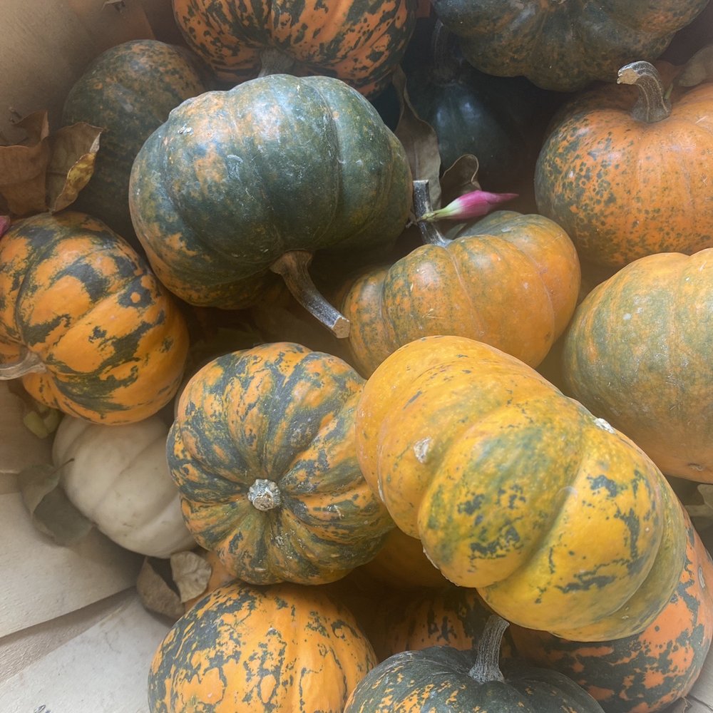 Sass Family Farm - Pumpkin Patches Near Me - Riverside, Iowa Sass Family Farm - Pumpkin Patches Near Me - Riverside, Iowa