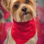 Photo of Holly's Mobile Grooming