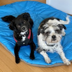 Crawford Canine Connection