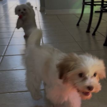 All About Puppies - Already a great schedule of playing chase, then eating, going potty & nap shortly after, every 4 hr cycle - Pet Stores Near Me - Lakeland, Florida