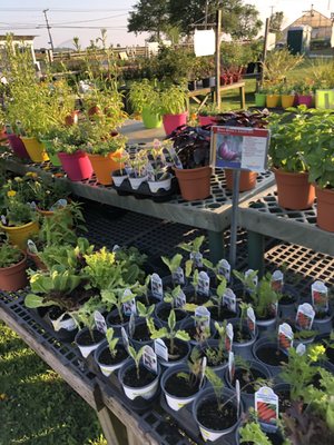 Garden of Eve Organic Farm by null