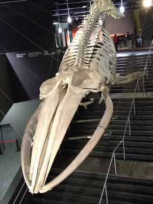 Museum of Natural Sciences of Barcelona by null