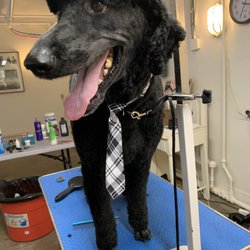 Mary’s Dog Grooming Studio