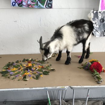 Hello Critter Goat Yoga - My mandala was tasty! - Yoga Near Me