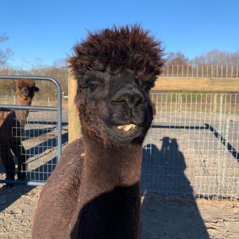 Stagecoach Trails Alpacas - Farms Near Me - Middletown, New York