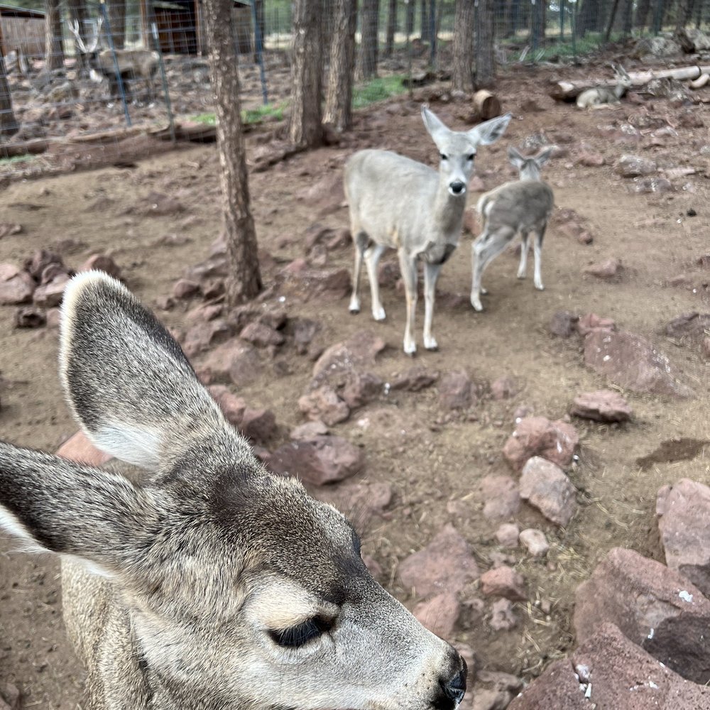 Grand Canyon Deer Farm - Zoos Near Me - Williams, Arizona Grand Canyon Deer Farm - Zoos Near Me - Williams, Arizona