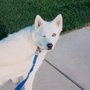 Photo of Stay And Play Pet Sitting