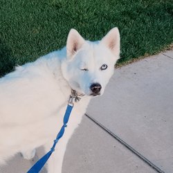 Stay And Play Pet Sitting - My seniors enjoy a walk too!