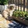 Photo of 2 Cute Havanese