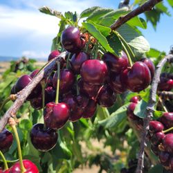 Rosedale Fruit Farm U Pick