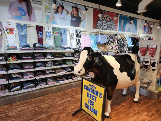 COWS Niagara-On-The-Lake by null