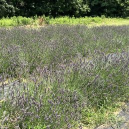 Some of the lavender fields at the lavender farm.