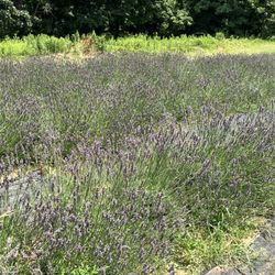 Princeton Lavender - Some of the lavender fields at the lavender farm.
