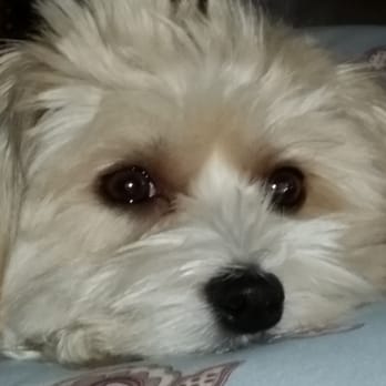 A Perfect Groom - Ella - Pet Groomers Near Me - Folsom, California