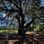 Photo of Hilton Head Rear Range Lighthouse