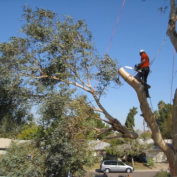 Cali Tree & Firewood Service - SERVING VENTURA COUNTY AND SURROUNDING AREAS - Tree Services Near Me - Ojai, California Cali Tree & Firewood Service - SERVING VENTURA COUNTY AND SURROUNDING AREAS - Tree Services Near Me - Ojai, California