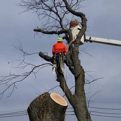 Leaf It To Us Total Tree Care Plus - Tree work done right.