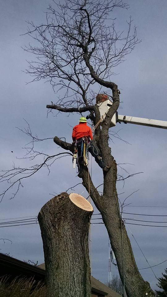 LEAF IT TO US TOTAL TREE CARE PLUS Updated October 2024 18 Photos 1209 Industrial Dr