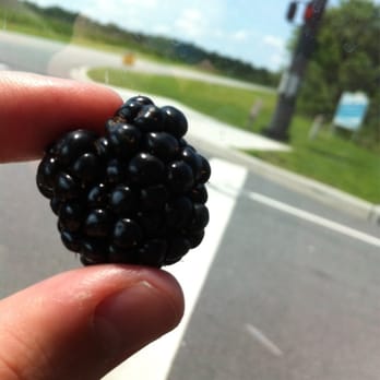 Chapman's U-Pick Berry Farm - Fresh picked blackberries - Pick Your Own Farms Near Me - St. Cloud, Florida Chapman's U-Pick Berry Farm - Fresh picked blackberries - Pick Your Own Farms Near Me - St. Cloud, Florida