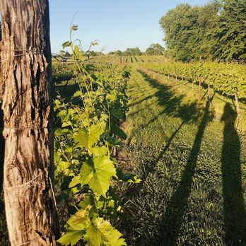 KC Wine - a wooden post in a vineyard - Wineries Near Me - Olathe, Kansas KC Wine - a wooden post in a vineyard - Wineries Near Me - Olathe, Kansas