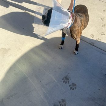 Oakdale Veterinary Group - Our girl post spay - Veterinarians Near Me - Oakdale, California