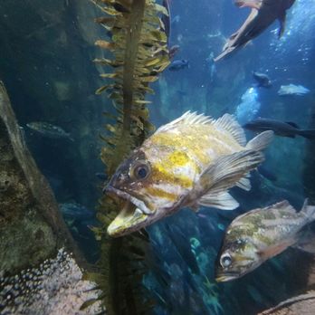 Oregon Coast Aquarium - Aquariums Near Me - Newport, Oregon Oregon Coast Aquarium - Aquariums Near Me - Newport, Oregon