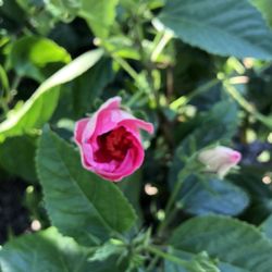 Cristinas Garden Center