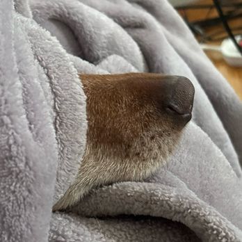 Colorado Puppy Rescue - Max under his blankie. - Animal Shelters Near Me - Centennial, Colorado Colorado Puppy Rescue - Max under his blankie. - Animal Shelters Near Me - Centennial, Colorado