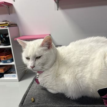 Kitty Kisses Cat Cafe - Duchess the sweetest girl - Themed Cafes Near Me - Reno, Nevada Kitty Kisses Cat Cafe - Duchess the sweetest girl - Themed Cafes Near Me - Reno, Nevada