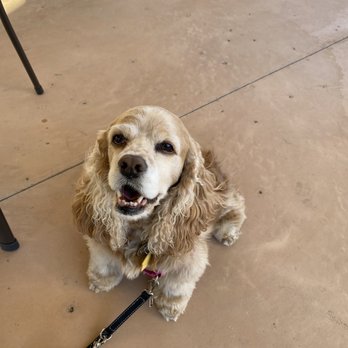 Cafe Gecko Fairview - Heidi really enjoyed her time out on the patio. She is happy to help with any yummy waffle fries that "happen" to fall. - American Near Me - Fairview, Texas