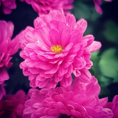 Rosemary & Pepper Flower Co by null