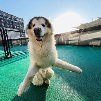 Rue's Kennels - Rue's Kennels LAX - Pet Boarding Near Me - Inglewood, California Rue's Kennels - Rue's Kennels LAX - Pet Boarding Near Me - Inglewood, California