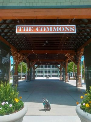 The Commons by null