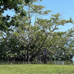 Wabasso Causeway Park