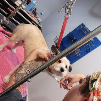 Canino Grooming - Pet Groomers Near Me - Union City, New Jersey