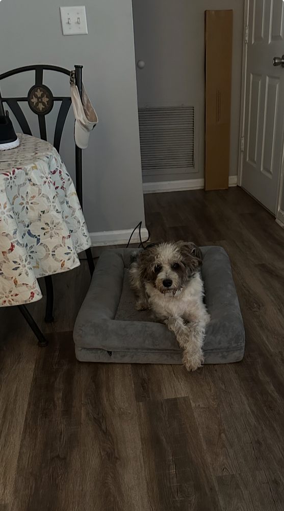 Best Choice Pet Sitting - pet boarding facility in Mascotte, FL