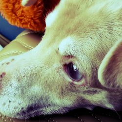 Custer Rd Veterinary Clinic - MR. Cooper Bee receives the utmost care here