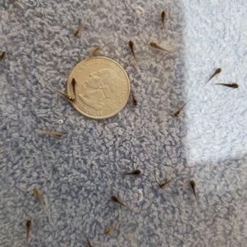 Awesome Axolotls - Bran new babies - Pet Breeders Near Me - Boise, Idaho