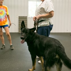 Nikki Banfield's School For K9's