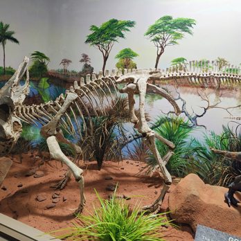 The Dinosaur Store - Museums Near Me - Cocoa Beach, Florida The Dinosaur Store - Museums Near Me - Cocoa Beach, Florida