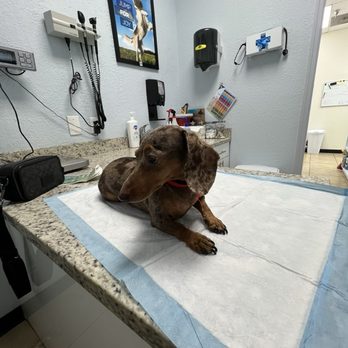 Lopez Animal Clinic - Su sección de láser en la clínica por (IVDD) - Veterinarians Near Me - Hialeah, Florida Lopez Animal Clinic - Su sección de láser en la clínica por (IVDD) - Veterinarians Near Me - Hialeah, Florida