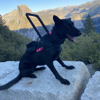 Spectrum Canine - "Kali" - Pet Training Near Me
