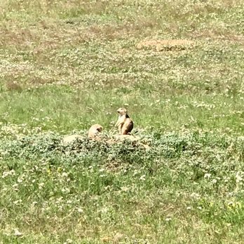 Devils Tower KOA - Prairie dogs in the fields surrounding monument - Campgrounds Near Me - Devils Tower, Wyoming