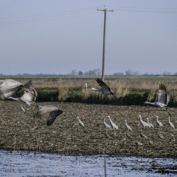 Woodbridge Isenberg Crane Reserve - Sandhill Cranes are a common sight at the Isenberg Crane Reserve in a protected area that includes wet meadows and marshes.